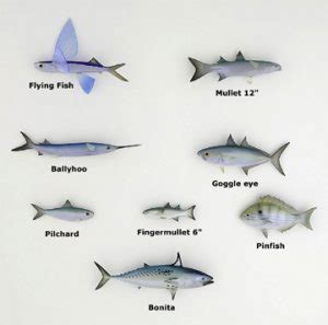 Common Types of Baitfish .